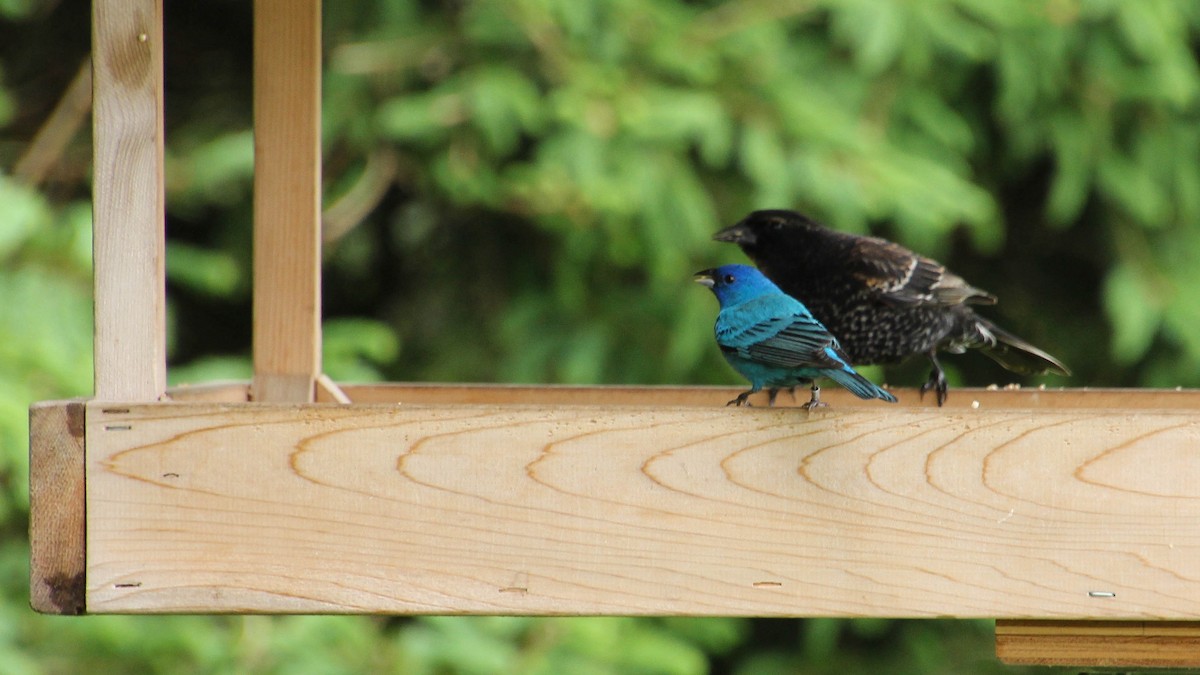 Indigo Bunting - Diane Labarre