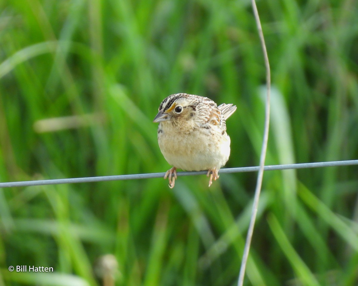 Grasshopper Sparrow - ML619550171