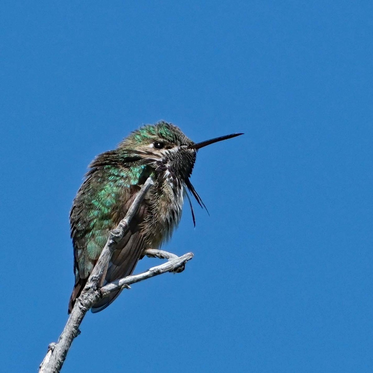 Calliope Hummingbird - Lori Bellis