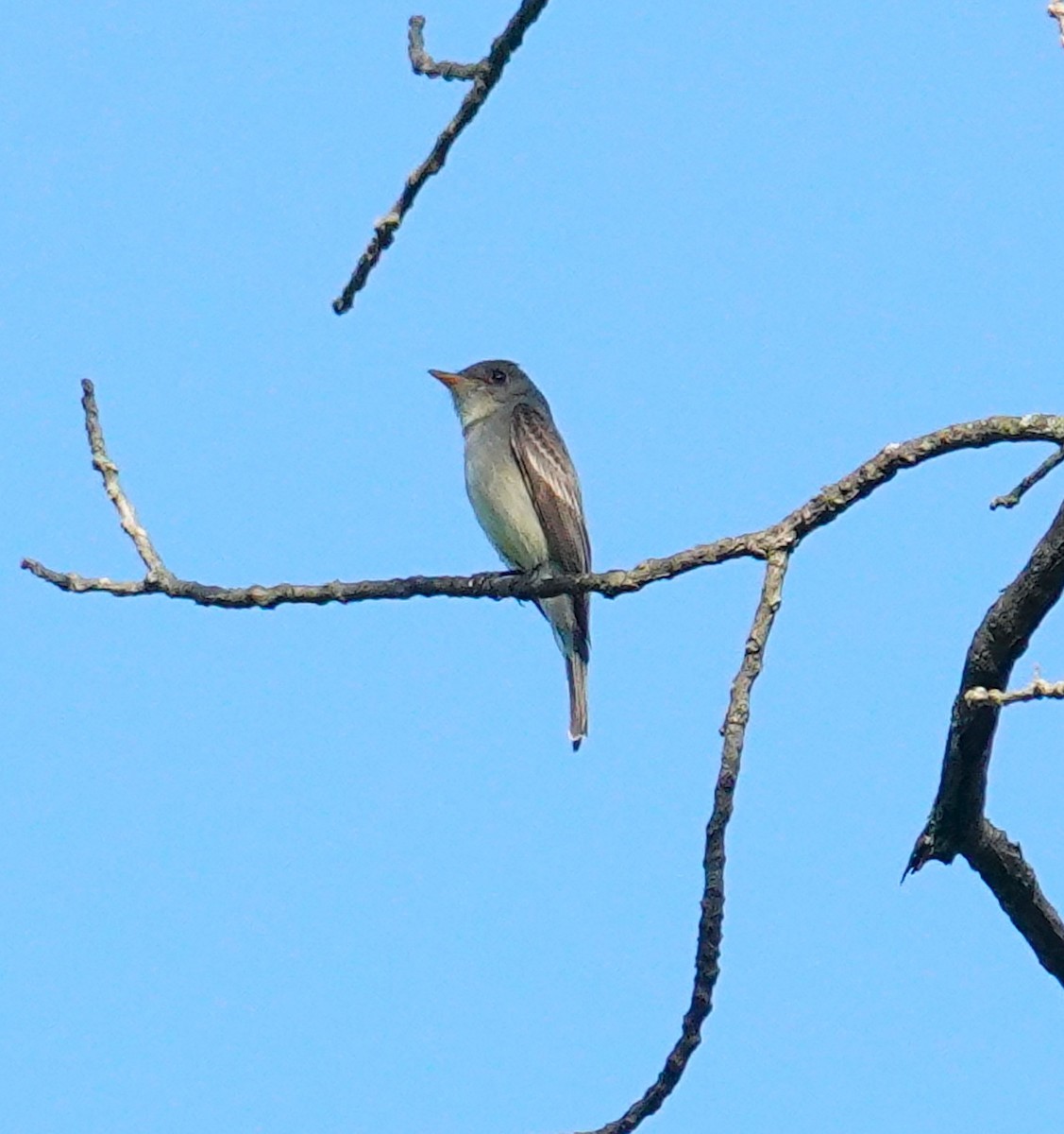 Eastern Wood-Pewee - Brian Lineaweaver