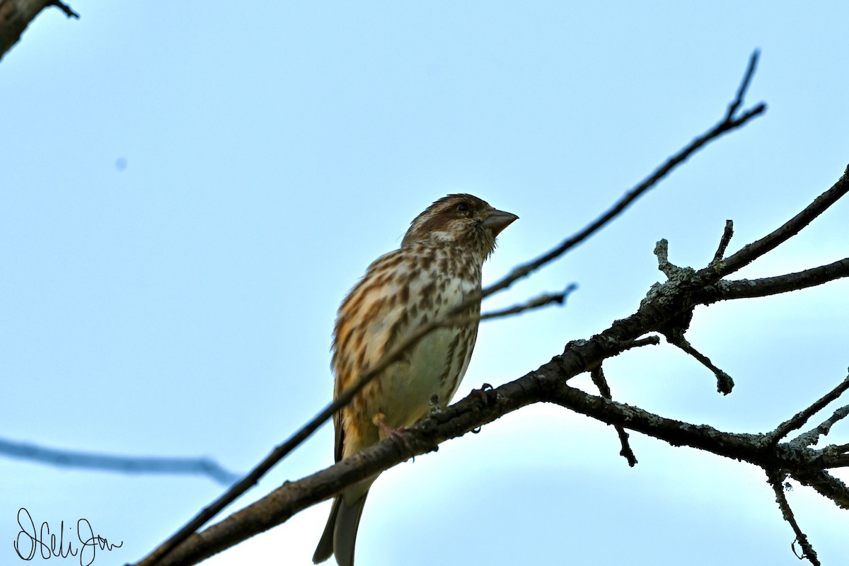 Purple Finch - Neli Jo