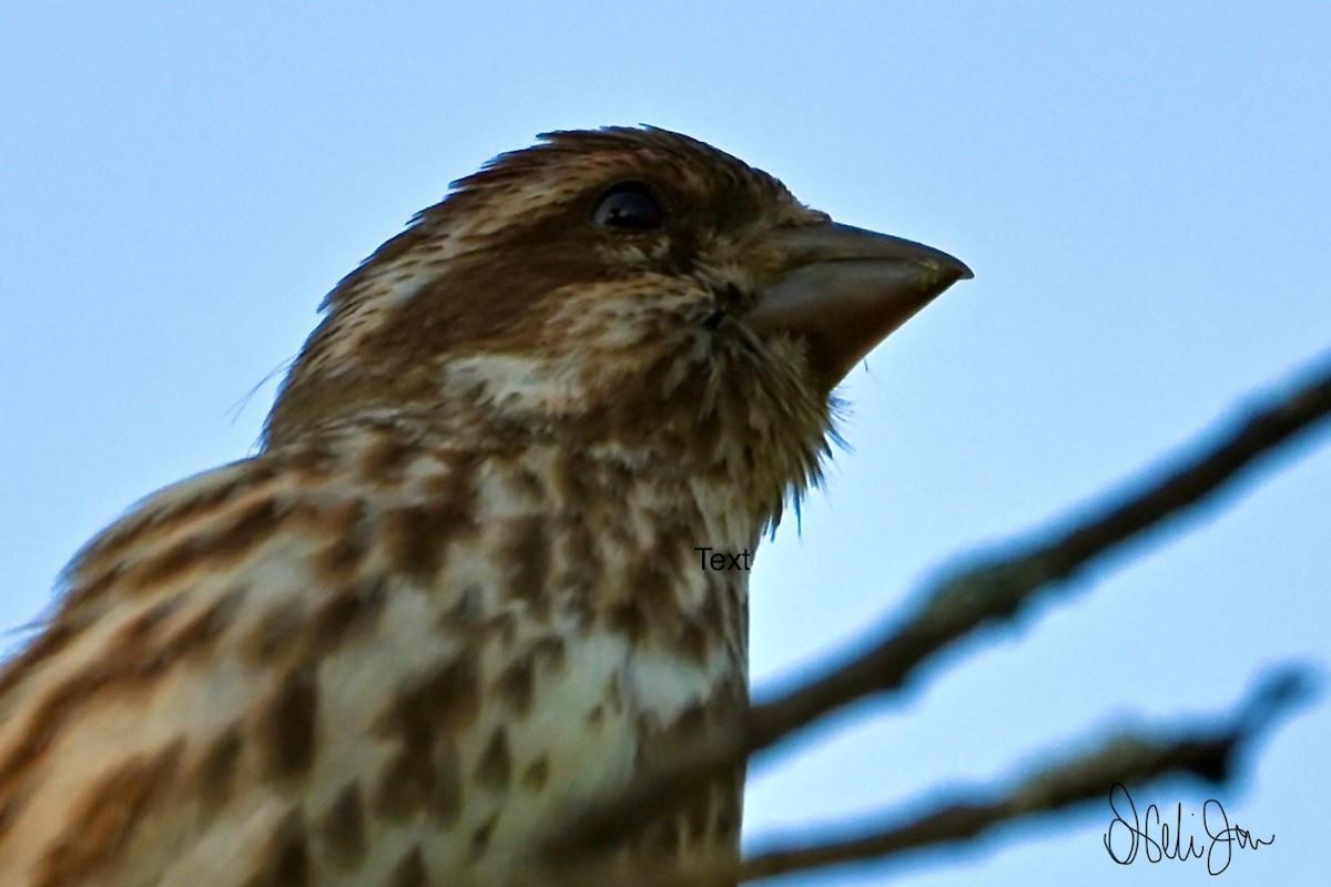 Purple Finch - Neli Jo