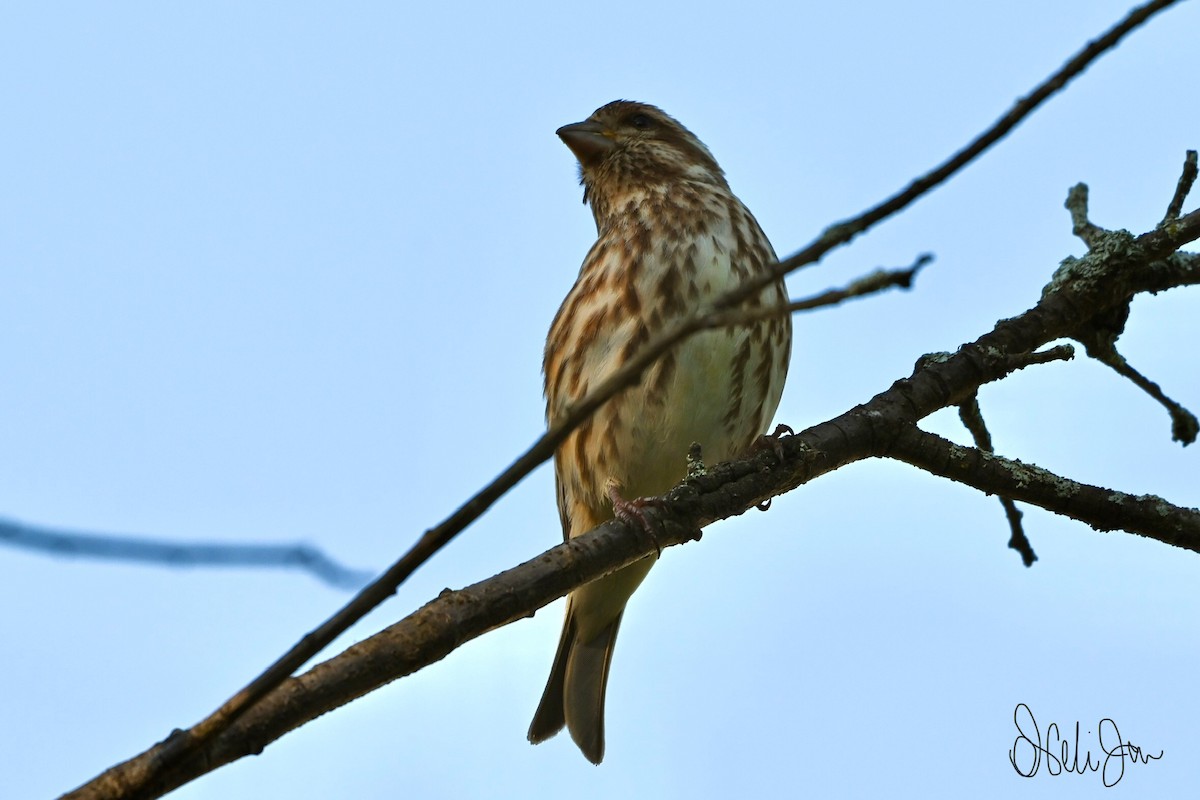 Purple Finch - Neli Jo