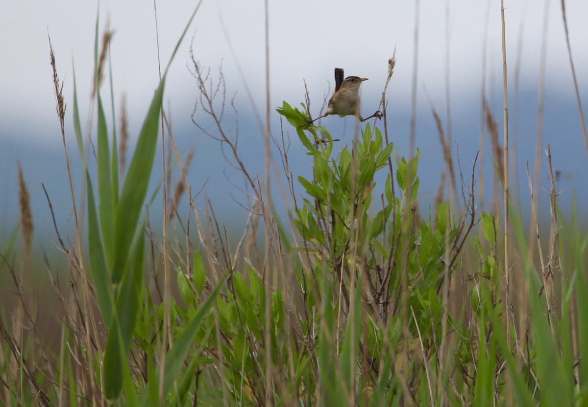 Marsh Wren - ML619550180