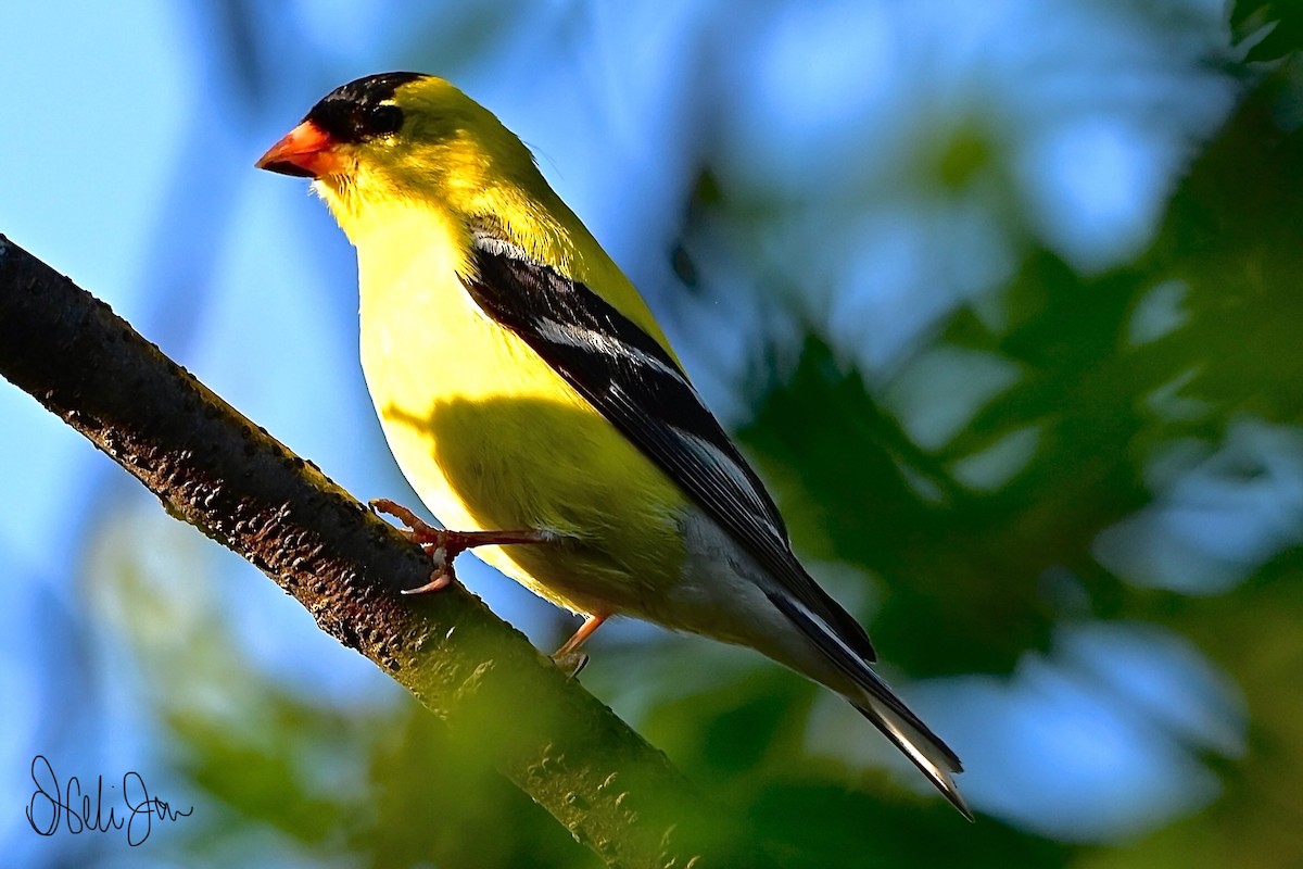 American Goldfinch - Neli Jo