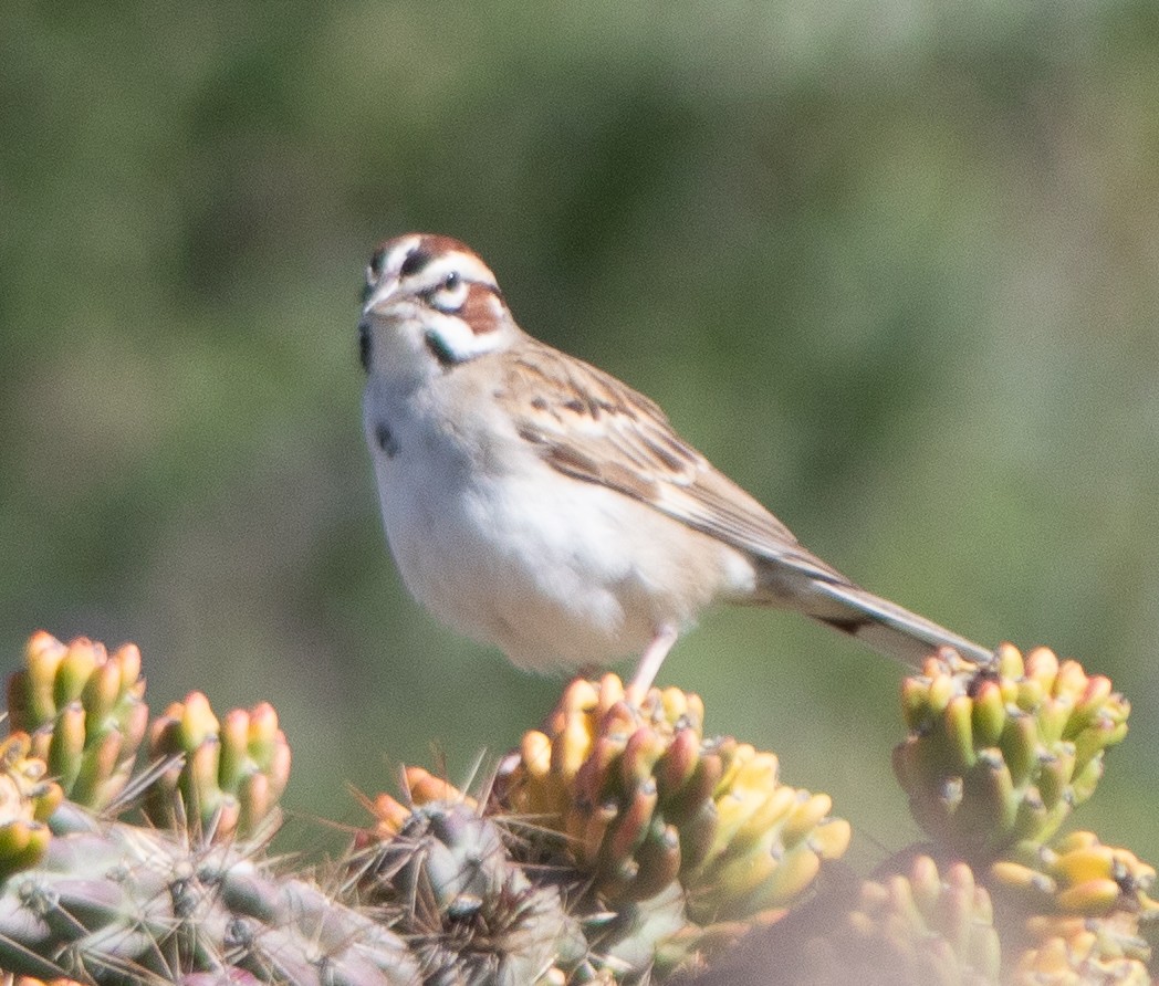 Lark Sparrow - ML619550193