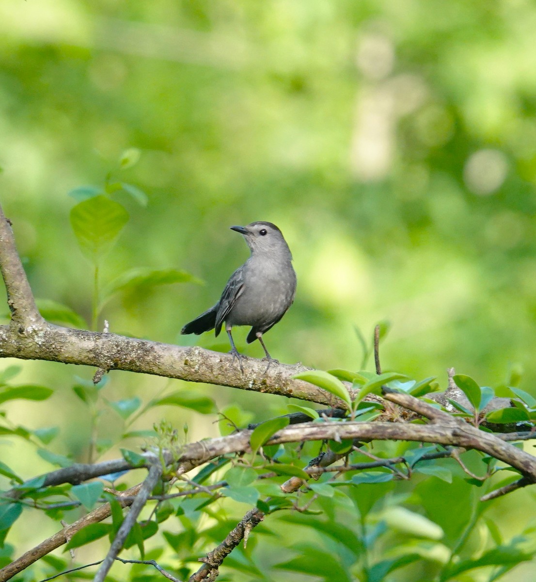 Gray Catbird - Brian Lineaweaver