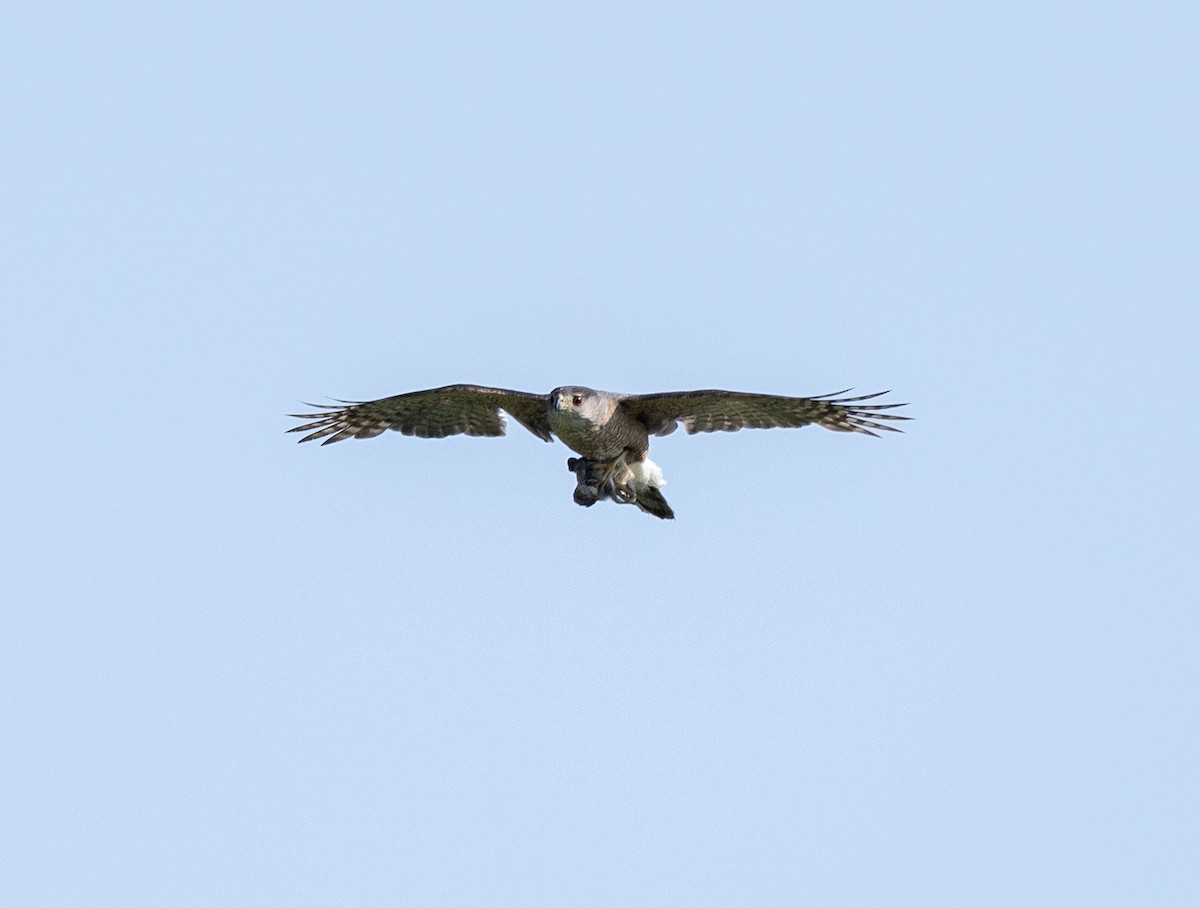 hawk sp. - ML619550207