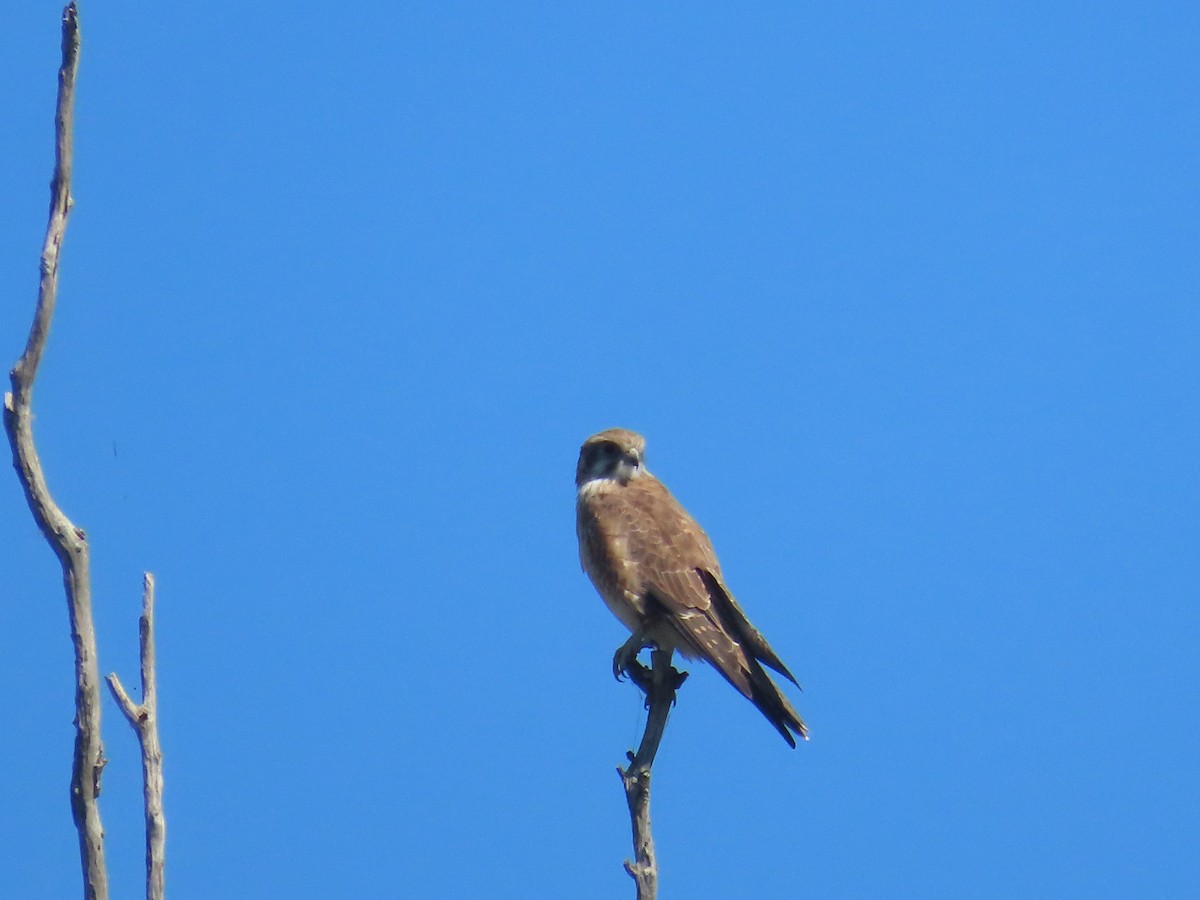 Brown Falcon - Scott and Jenny Pascoe