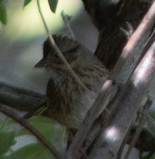 Lincoln's Sparrow - G Stacks