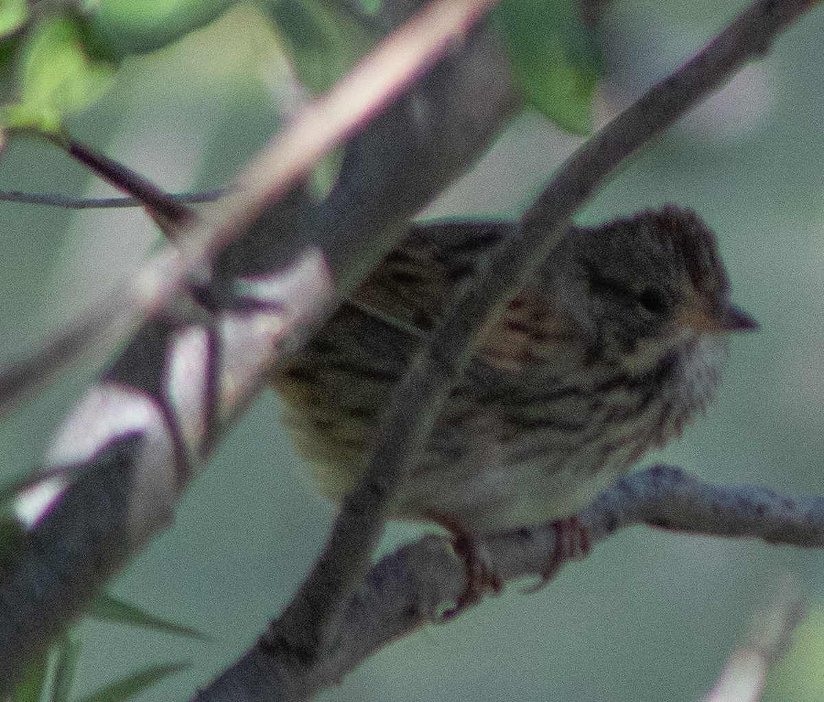 Lincoln's Sparrow - G Stacks