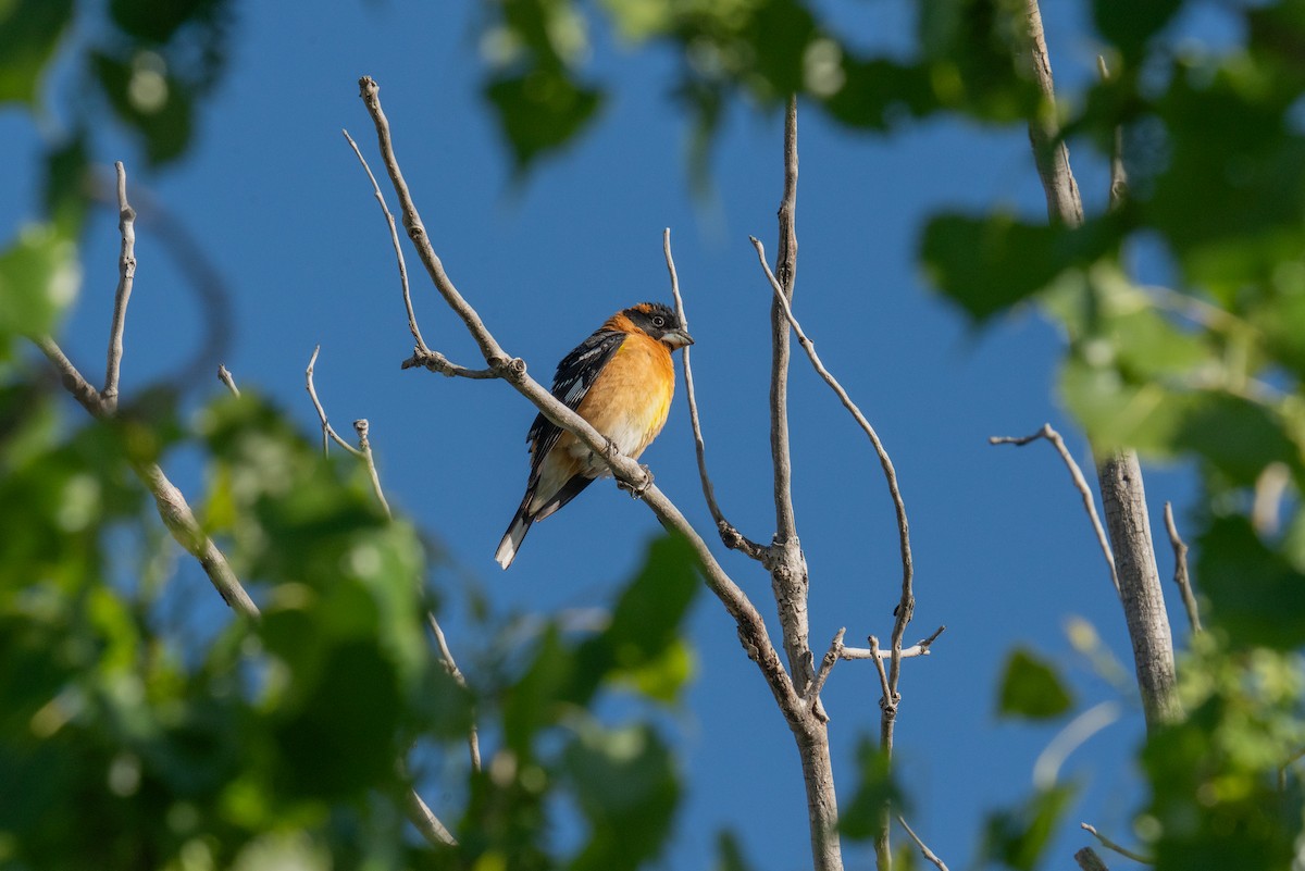 Black-headed Grosbeak - Jason Cole