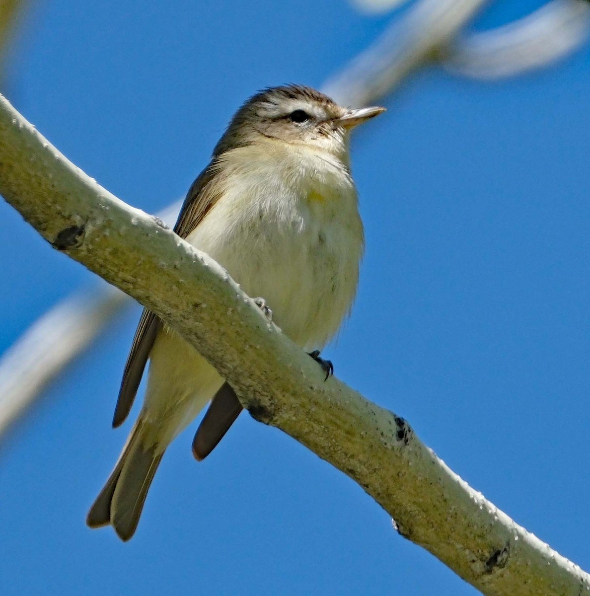 Warbling Vireo - Lori Bellis