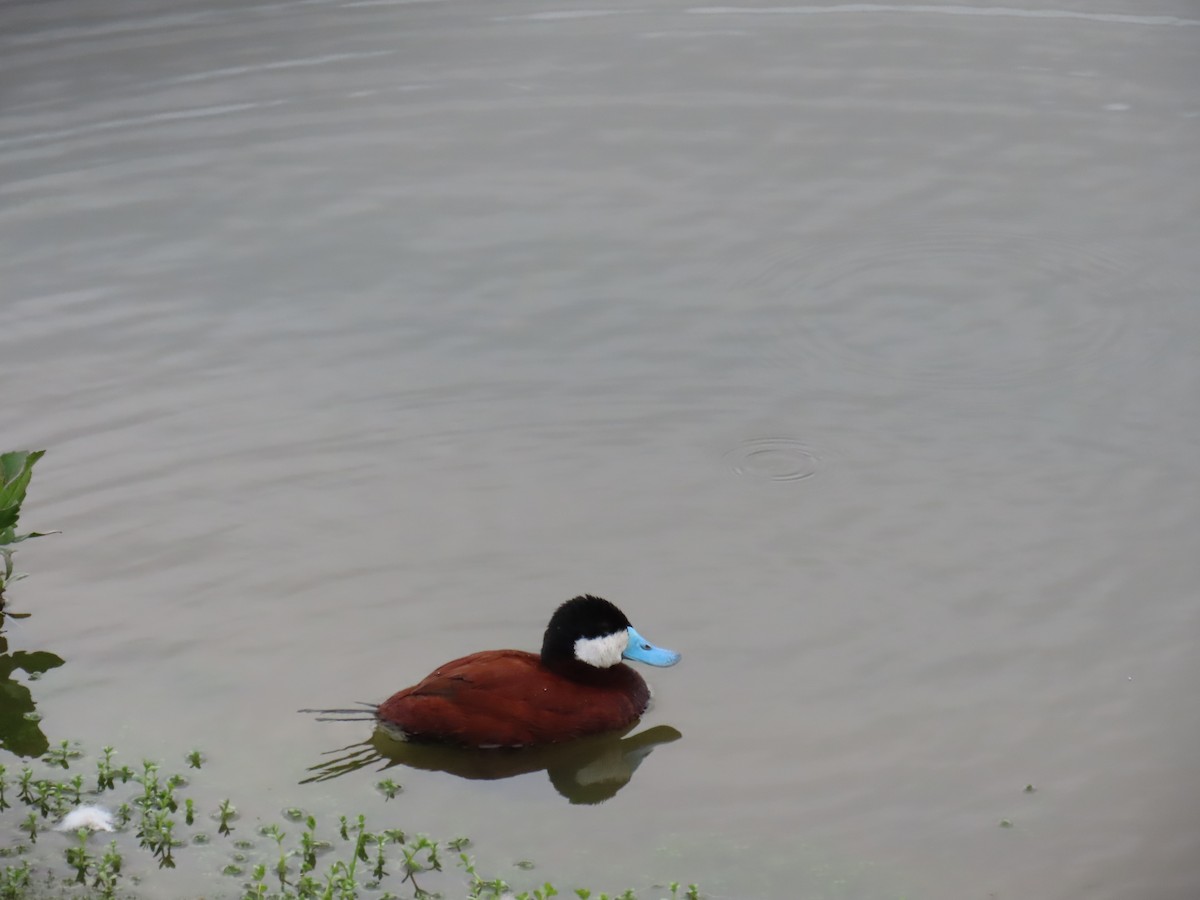 Ruddy Duck - Shirley Reynolds