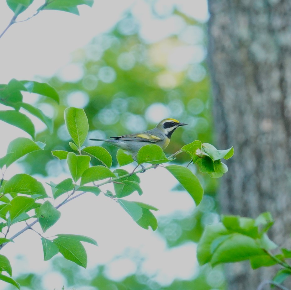 Golden-winged Warbler - Brian Lineaweaver