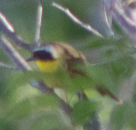 Common Yellowthroat - G Stacks