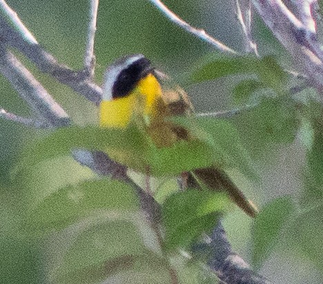 Common Yellowthroat - G Stacks