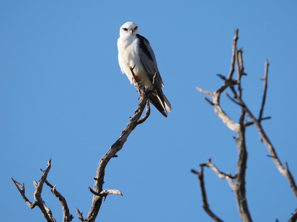 Black-shouldered Kite - Rob Burnell