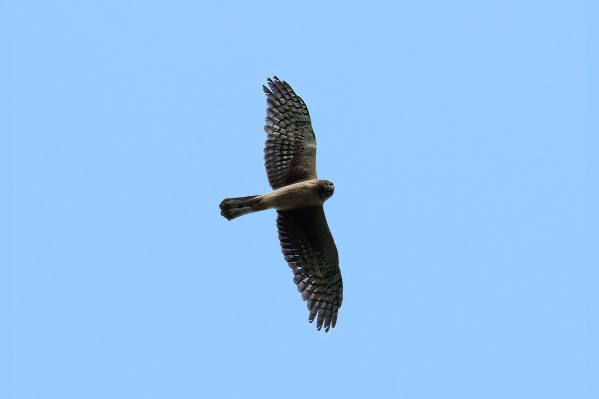 Northern Harrier - Kevin Knight