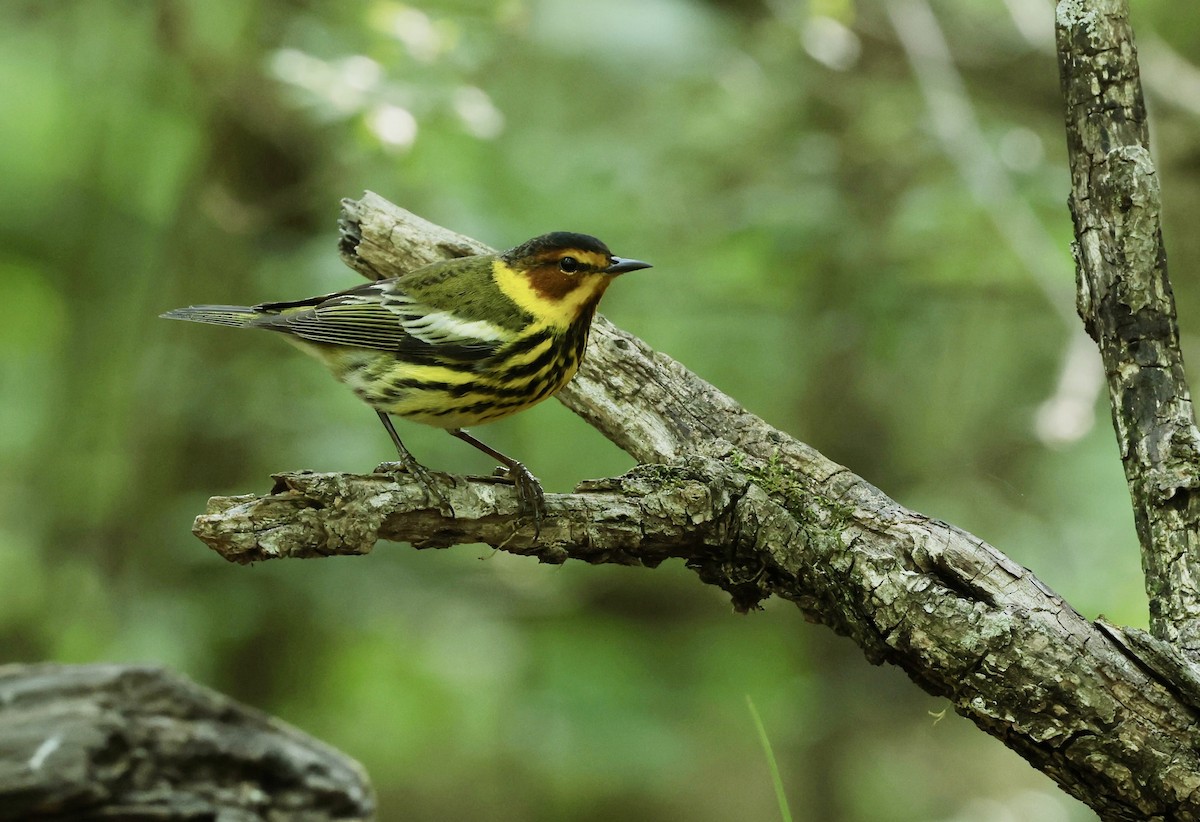 Cape May Warbler - Grace Simms  🐦‍⬛