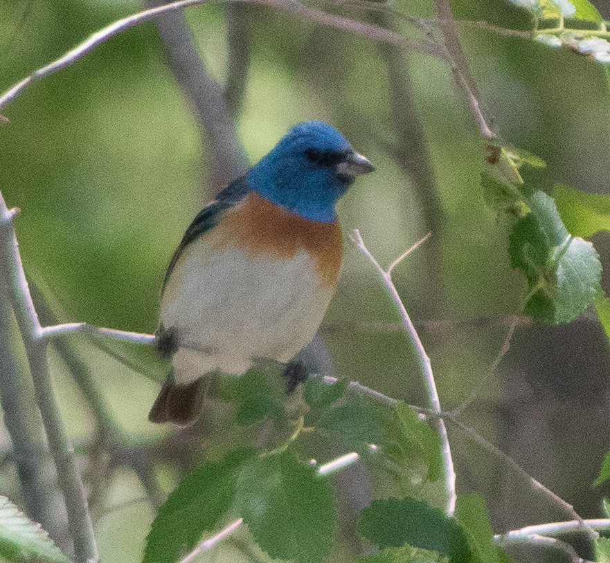 Lazuli Bunting - G Stacks