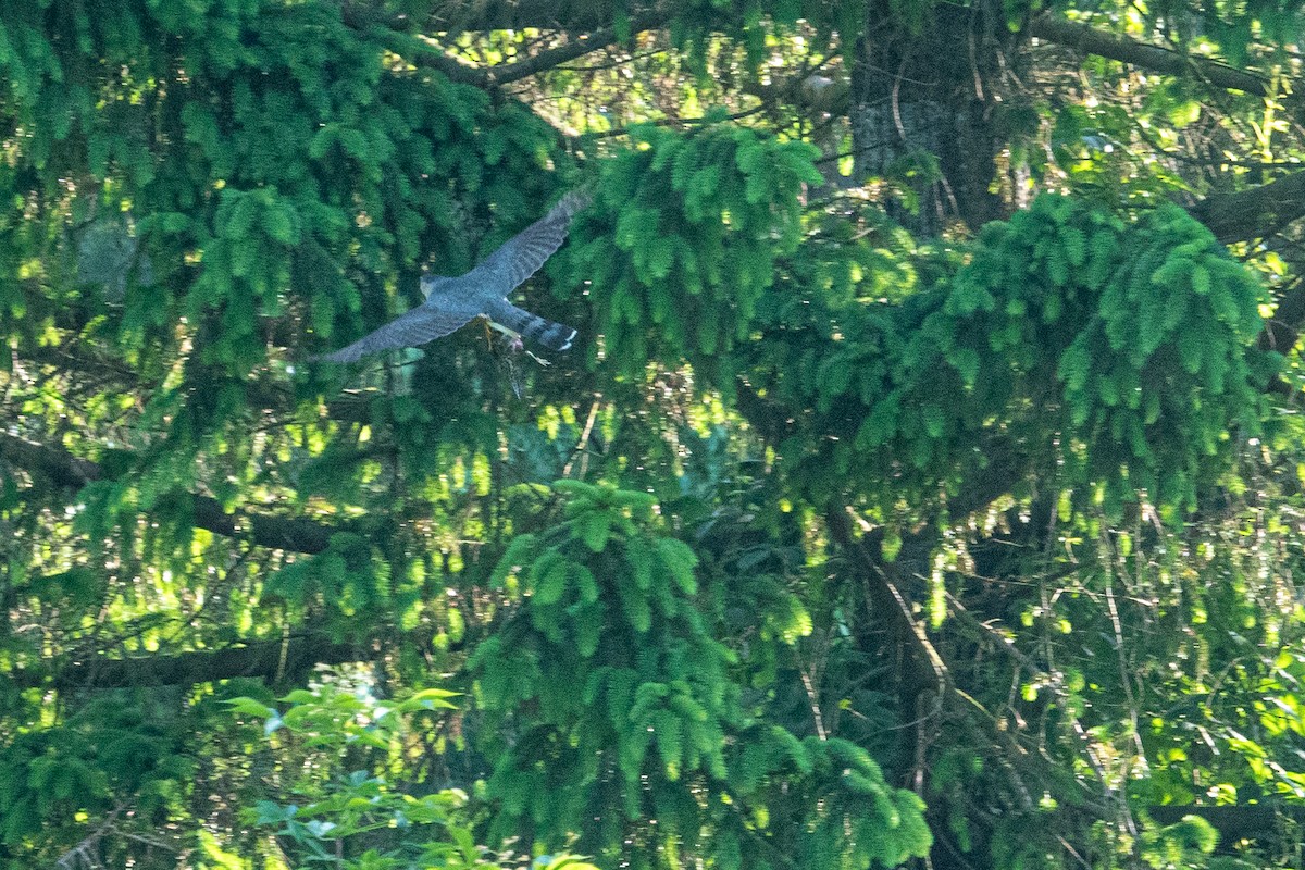 Cooper's Hawk - Matthew Morrison