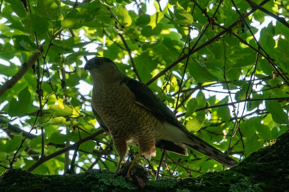 Cooper's Hawk - ML619550252