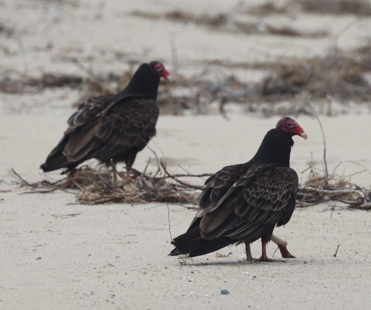 Turkey Vulture - burton balkind