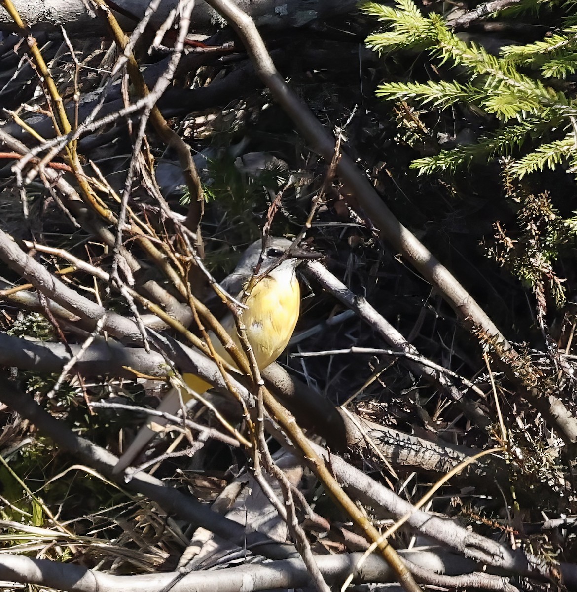 Gray Wagtail - Jan Hansen