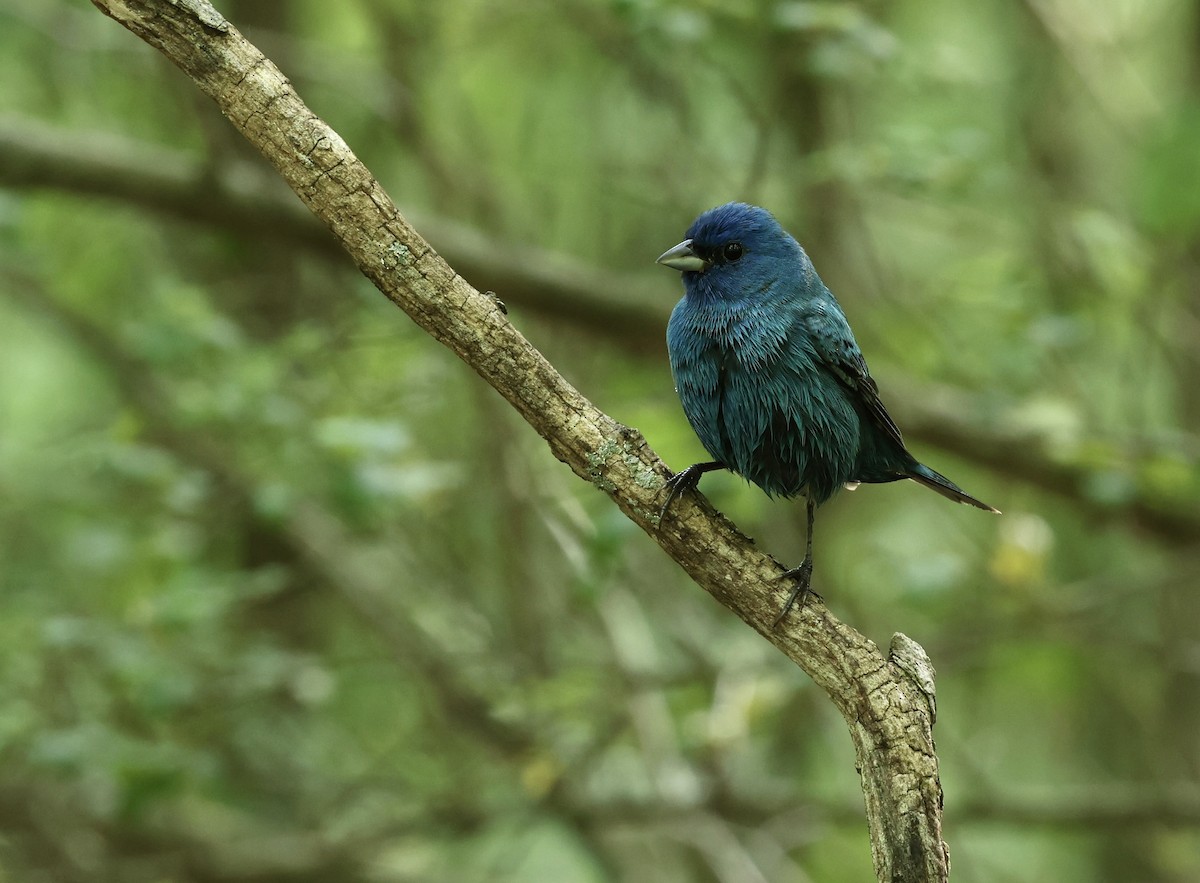 Indigo Bunting - Grace Simms  🐦‍⬛