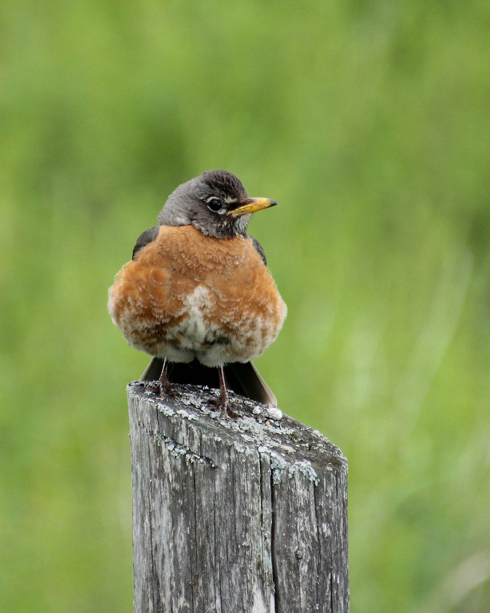 American Robin - Diane Labarre