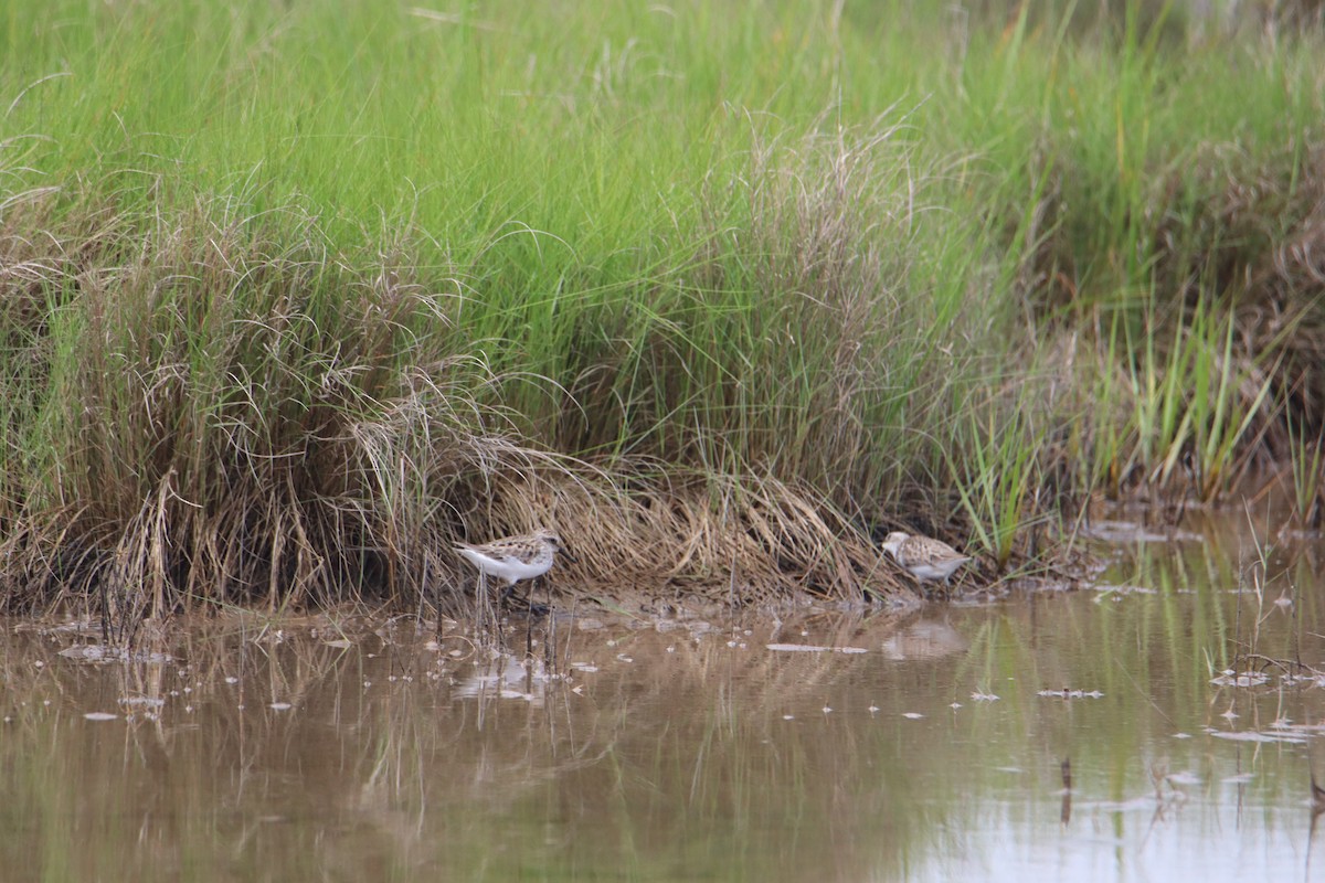 Semipalmated Sandpiper - Russell Hillsley