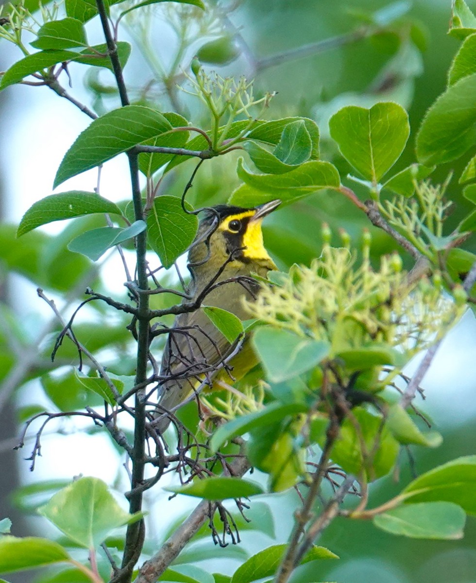 Kentucky Warbler - Brian Lineaweaver