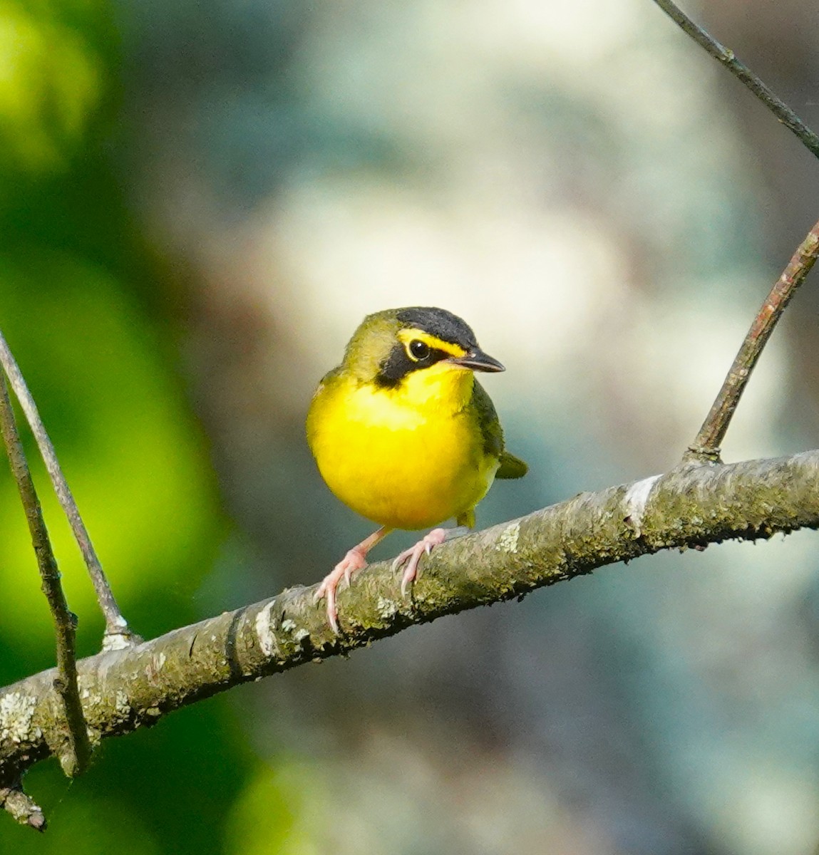 Kentucky Warbler - Brian Lineaweaver