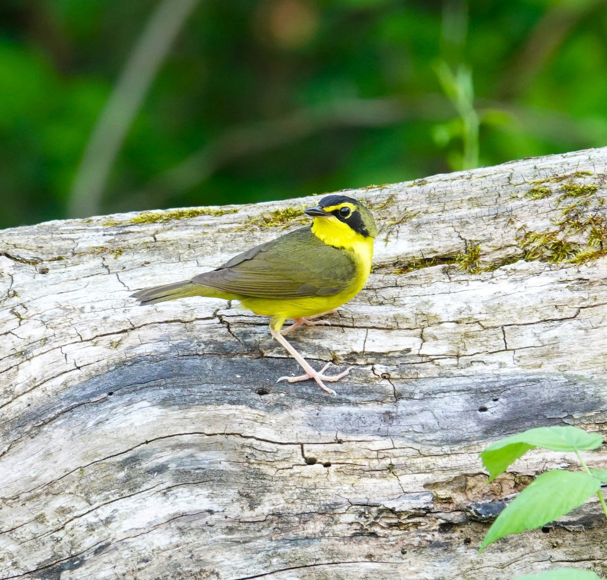 Kentucky Warbler - Brian Lineaweaver