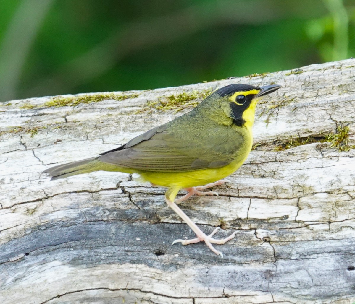 Kentucky Warbler - Brian Lineaweaver