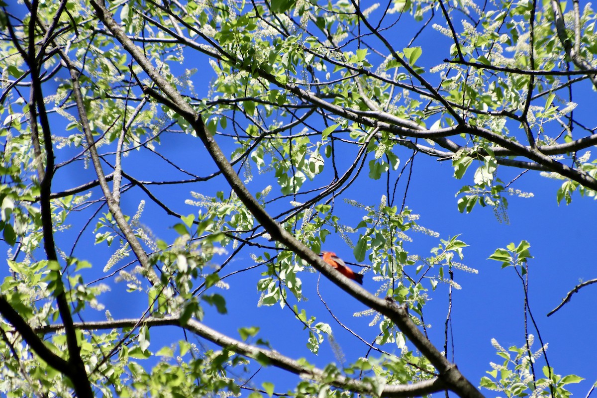 Scarlet Tanager - C Schneck