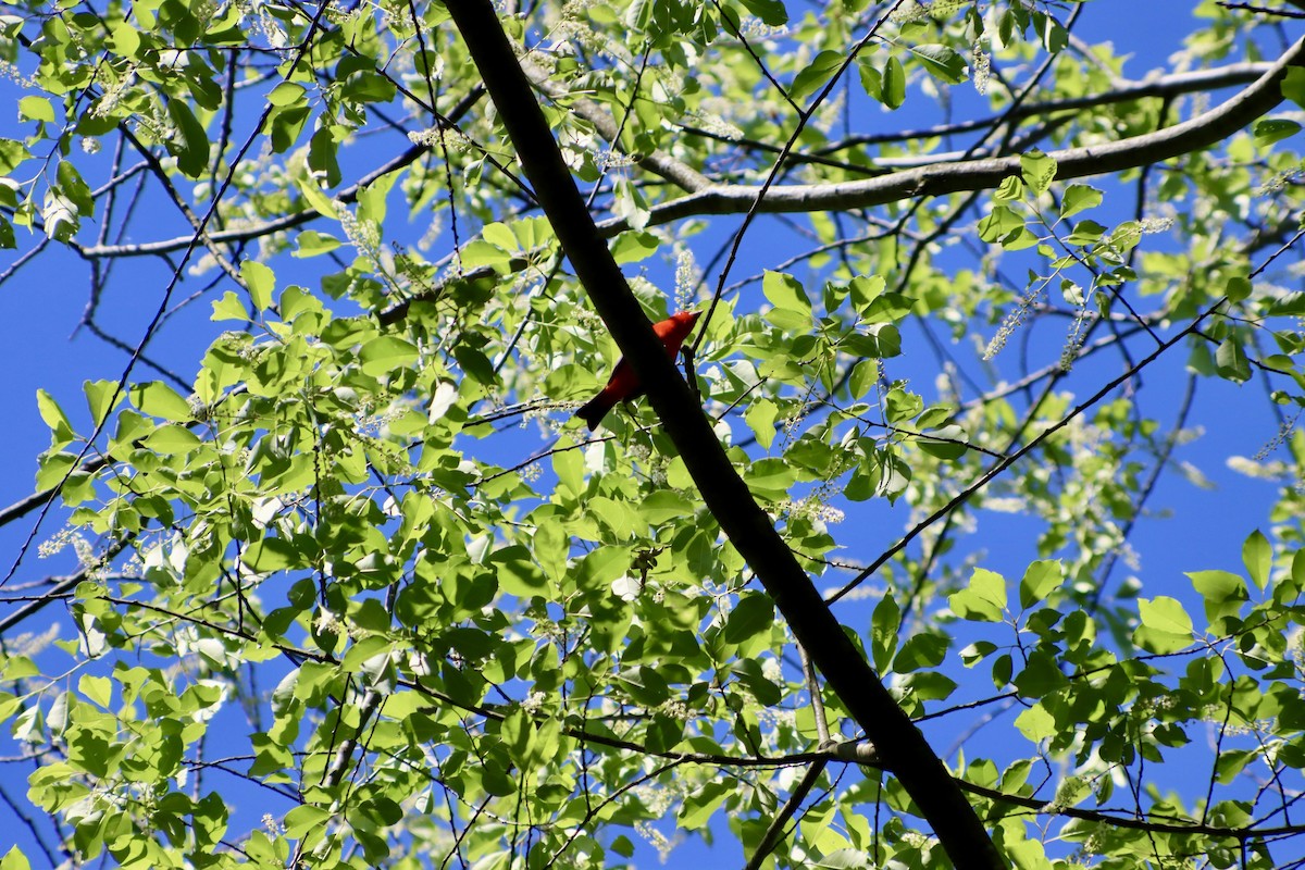 Scarlet Tanager - C Schneck