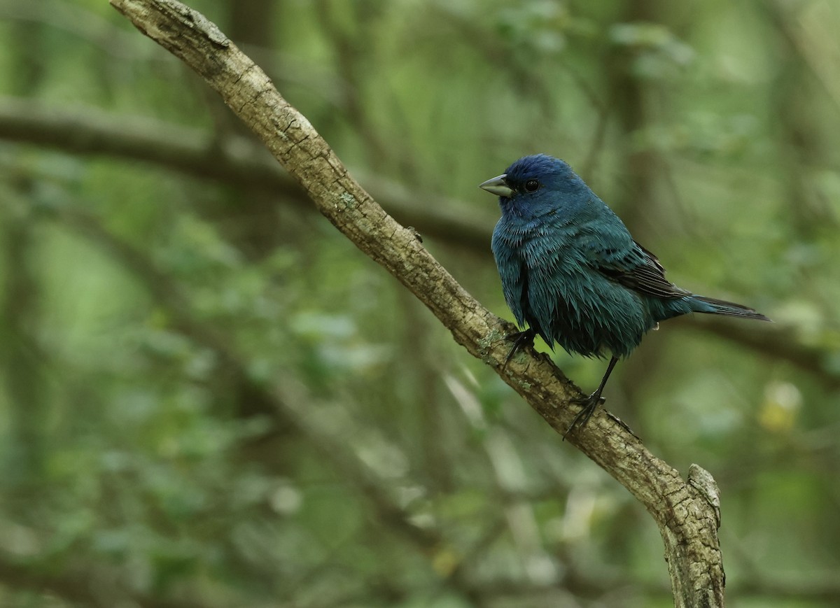 Indigo Bunting - Grace Simms  🐦‍⬛