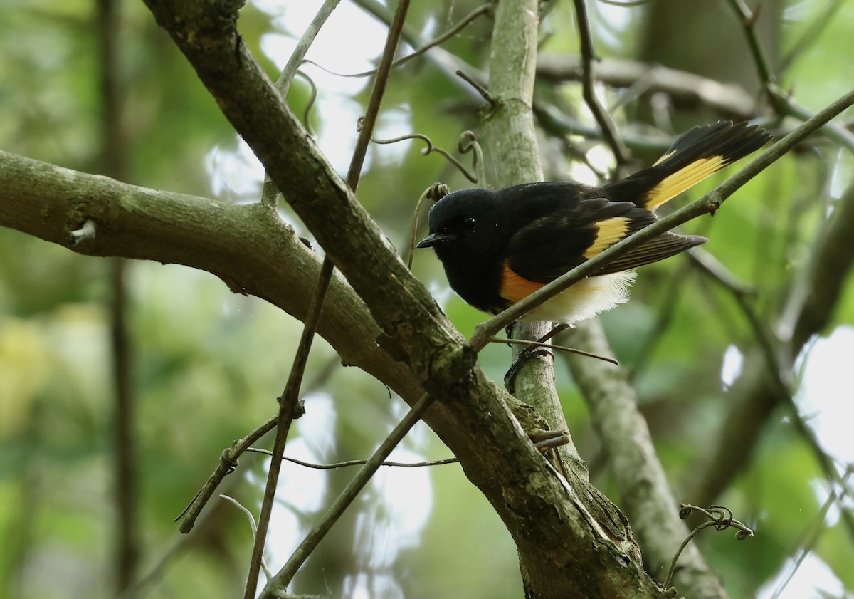 American Redstart - Grace Simms  🐦‍⬛