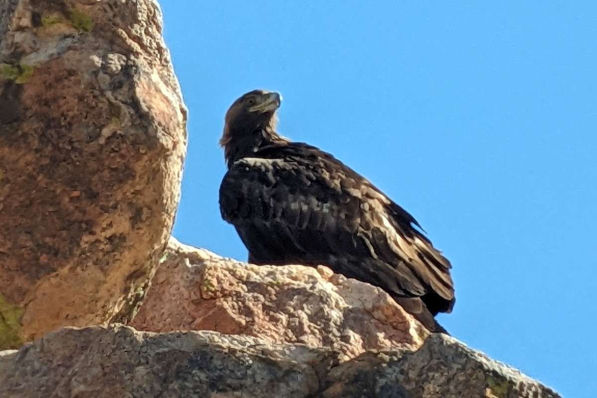 Golden Eagle - Richard Fray