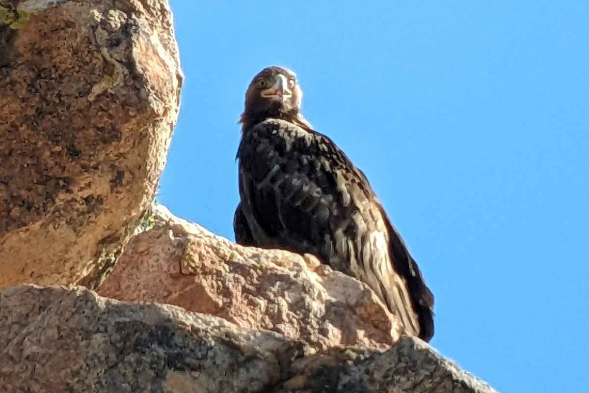 Golden Eagle - Richard Fray