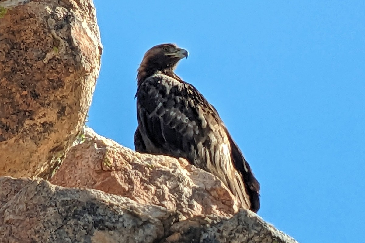 Golden Eagle - Richard Fray