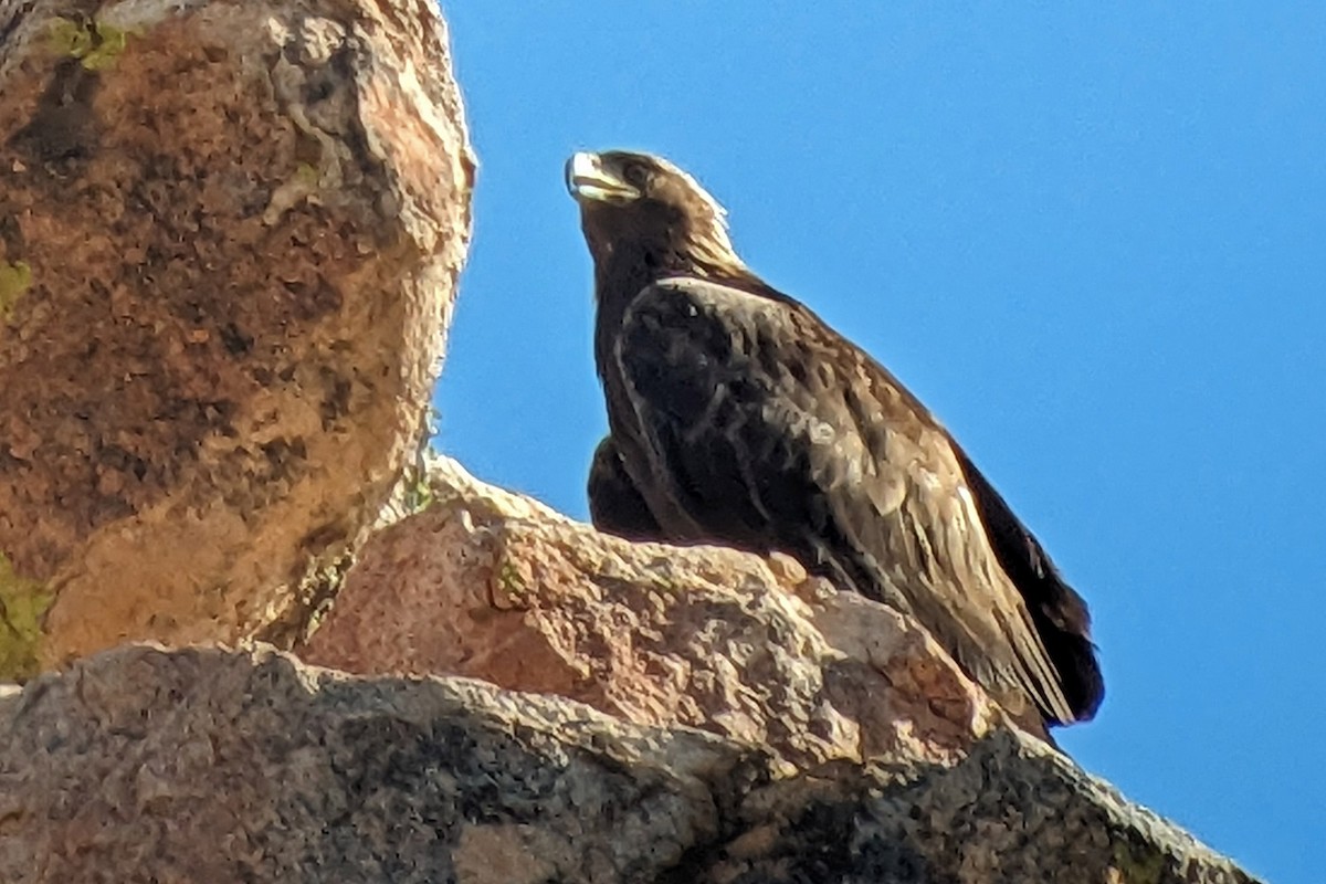 Golden Eagle - Richard Fray