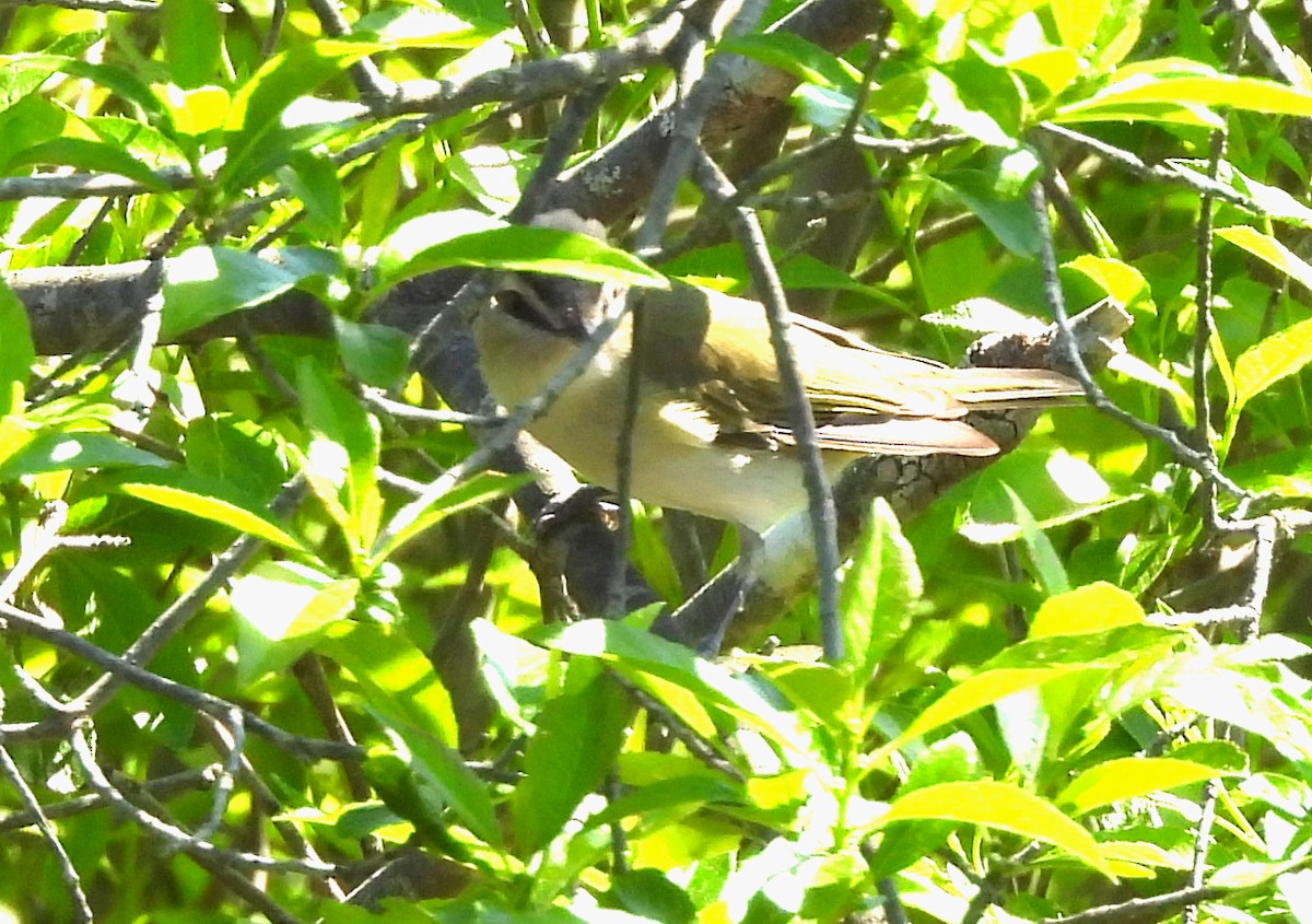 Red-eyed Vireo - Sharon Wilcox