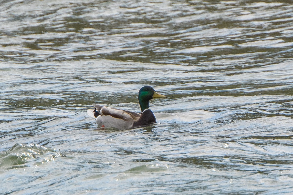 Mallard - Naseem Reza