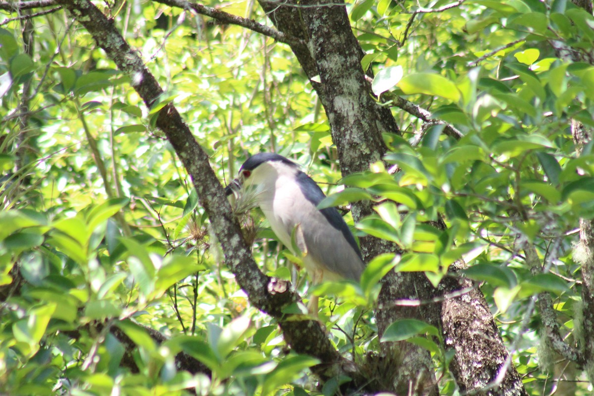 Black-crowned Night Heron - dean garvin