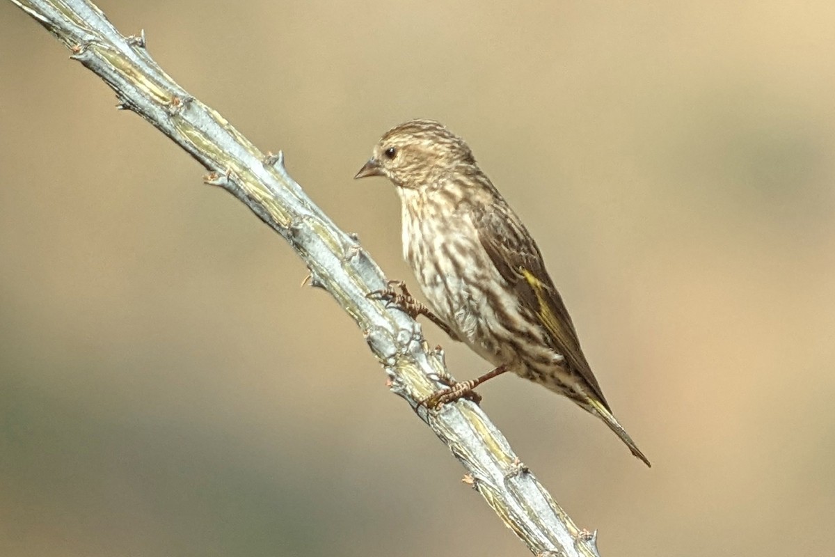 Pine Siskin - Richard Fray