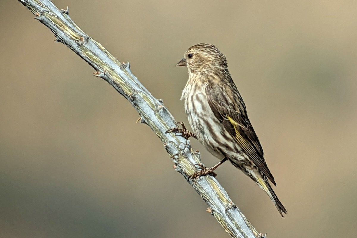 Pine Siskin - Richard Fray