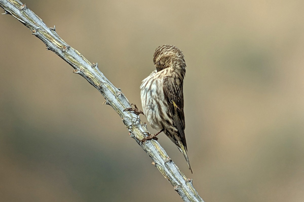 Pine Siskin - Richard Fray